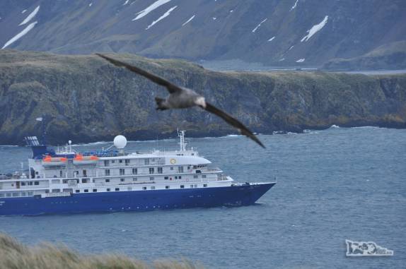 Um Southern Royal Albatross parece ser do tamanho do Sea Spirit, em Prion Island, na Geórgia do Sul